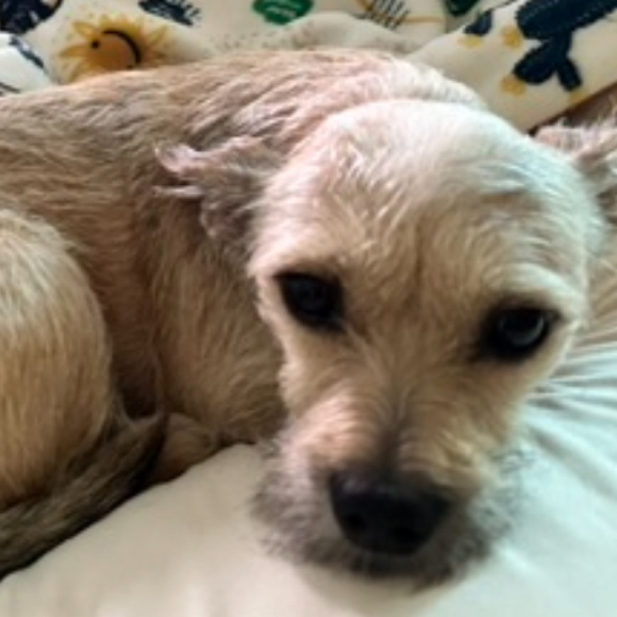CHÉSTER | Raza Mestizo, cruza de Chihuahua | Perdido