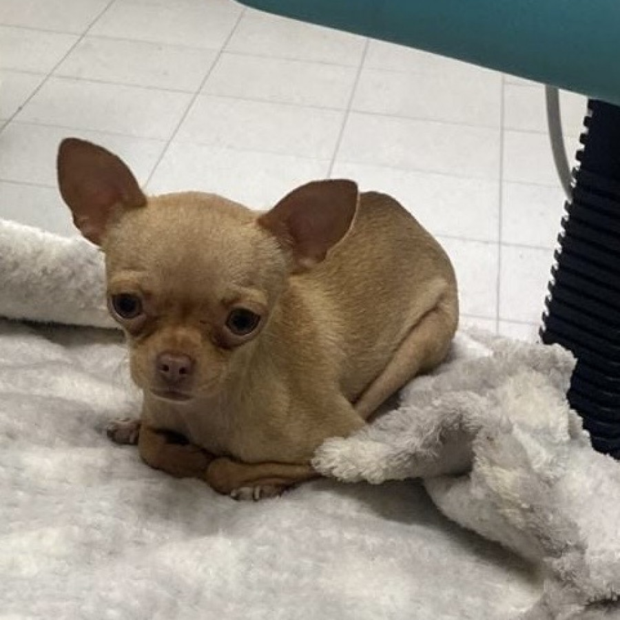 CUKU | Raza Chihuahua | Perdida