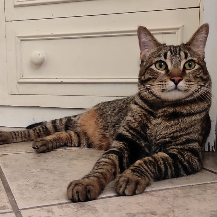 ROMEO | Raza Doméstico Americano de Pelo Corto | Perdido