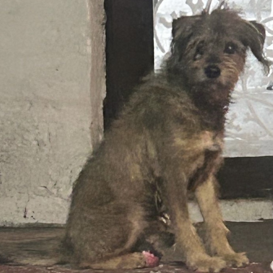 OREJAS | Raza Mestizo | Perdido