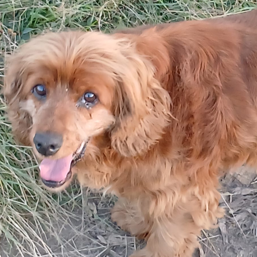CARAMELO | Raza Cocker Spaniel | Perdido