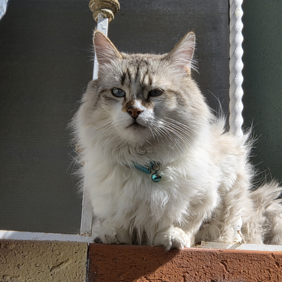 LUIS | Raza Balinés punto tabby | Perdido