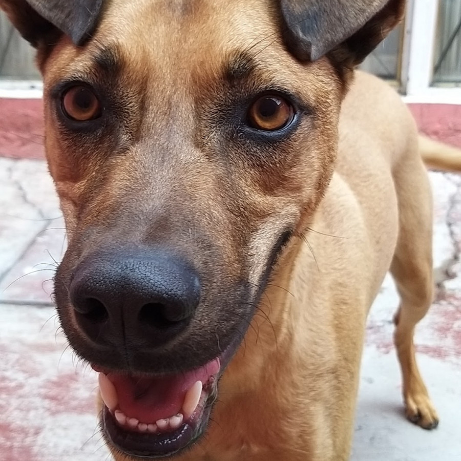 MARX | Raza Mestizo | Perdido