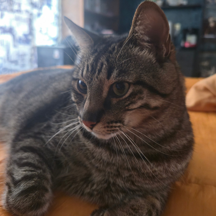 OREO | Raza Doméstico Américano de Pelo Corto | Perdido