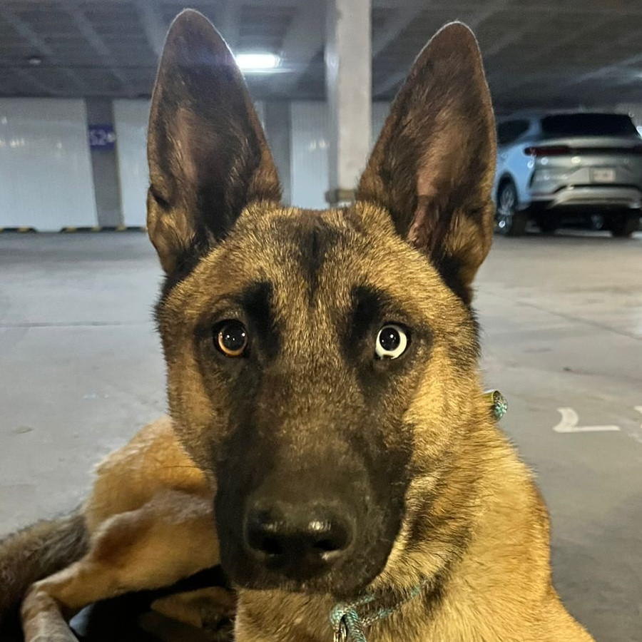  | Raza Mestizo, cruza de Pastor Belga Malinois | Encontrada