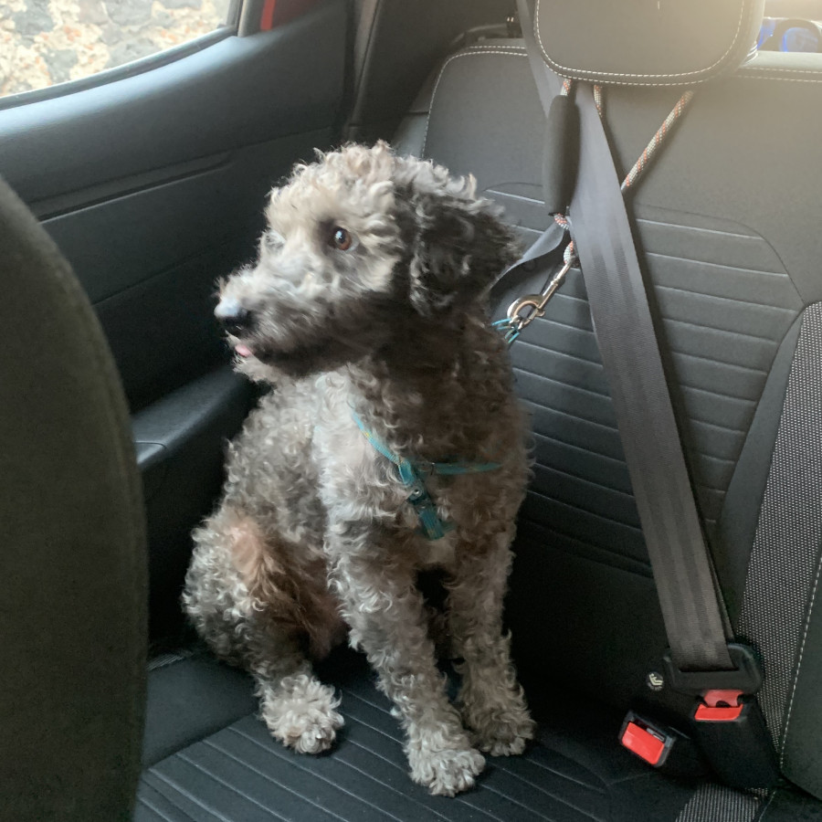 BETO | Raza Mestizo, cruza de French Poodle con Schnauzer, (Schnoodle) | Final Feliz