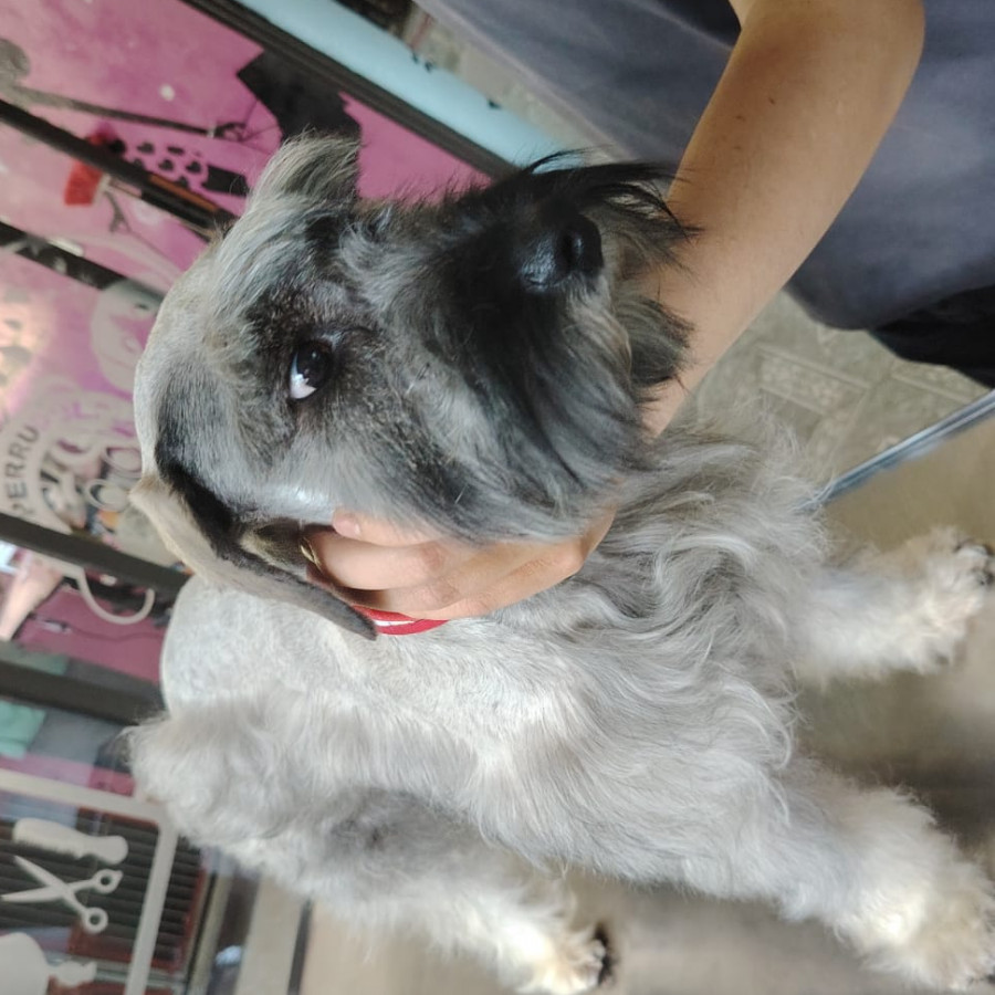 TOBY | Raza Mestizo, cruza de Schnauzer | En Adopción