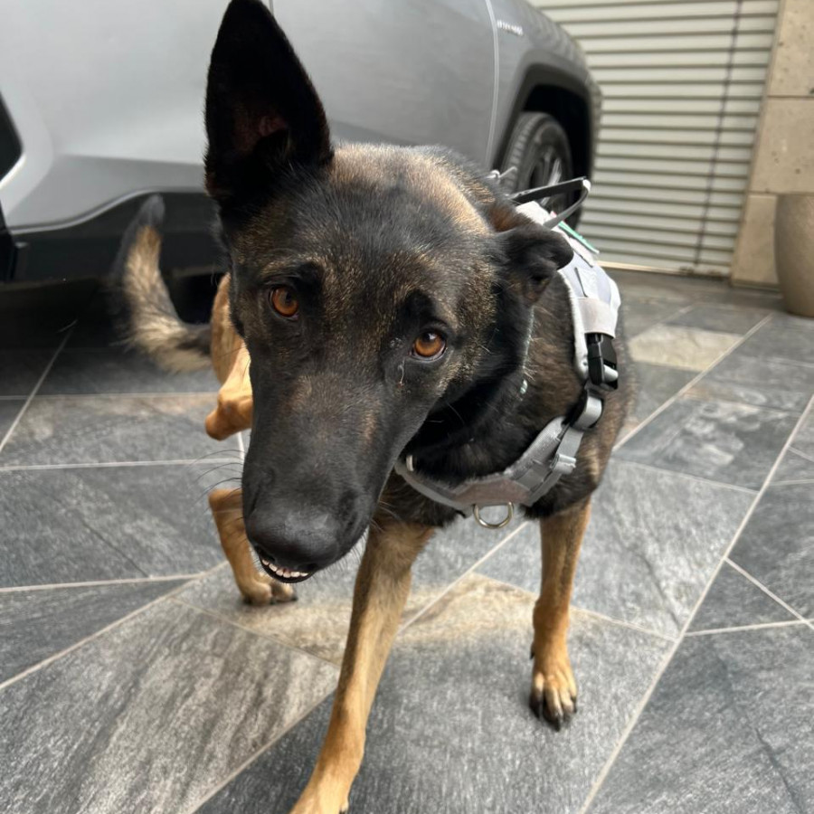 PIKY | Raza Pastor Belga Maliniois | Final Feliz