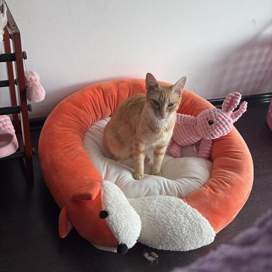 NALA | Raza Doméstico Américano de Pelo Corto | Perdida