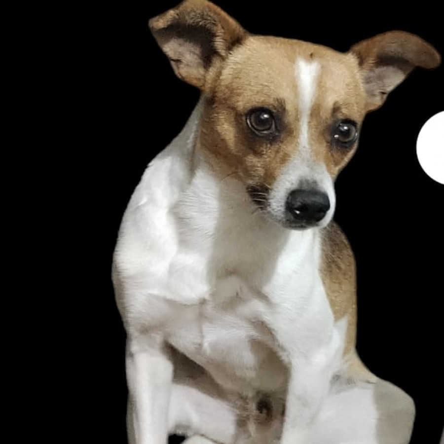 TRIBILÍN | Raza Mestizo, cruza de Jack Russell Terrier | Perdido