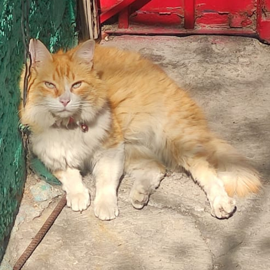 MANGO | Raza Doméstico Américano de Pelo Largo | Final Feliz