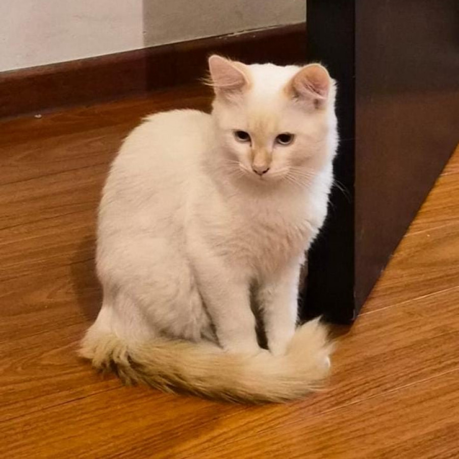 IRIS JOSÉ ROBERTO | Raza Balinés punto flama | Perdido