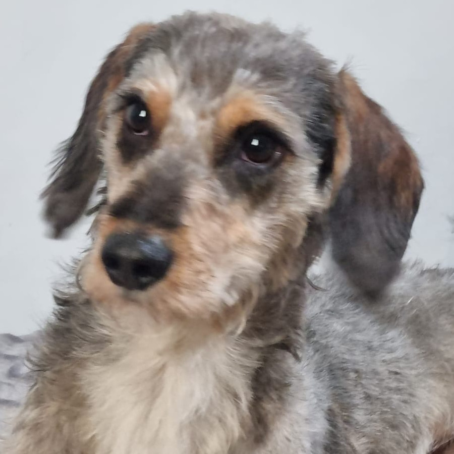 BACK | Raza Mestizo, cruza de Schnauzer | Perdido