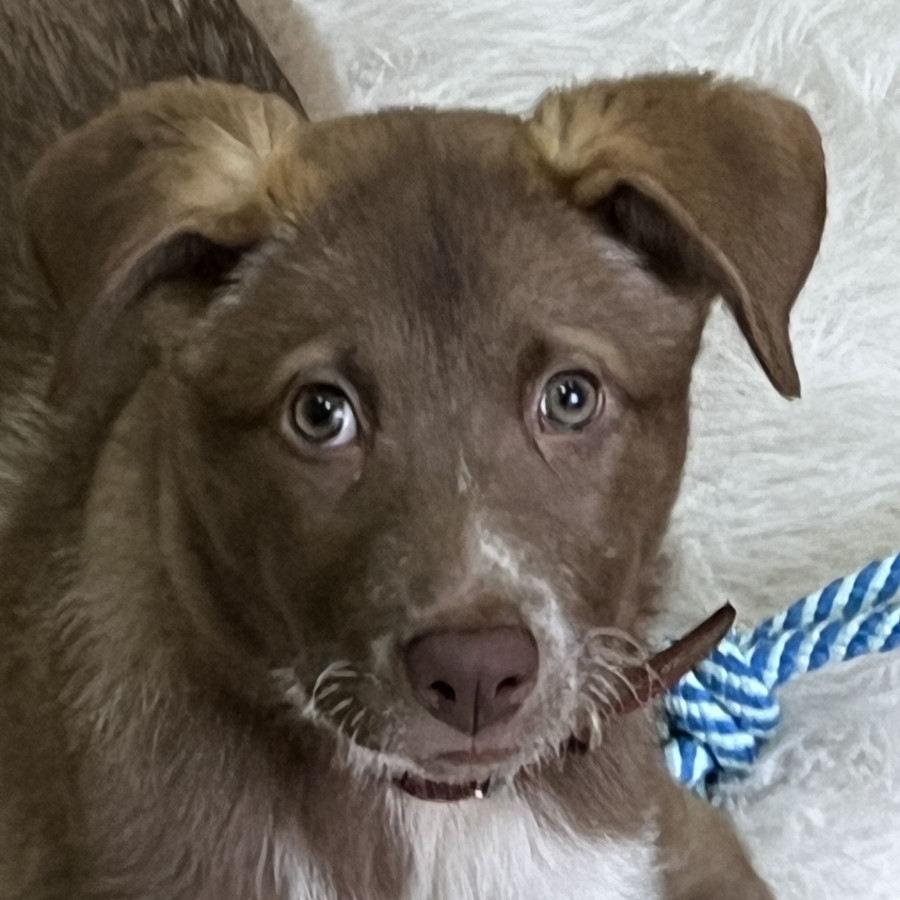CHOCO | Raza Mestiza | En Adopción