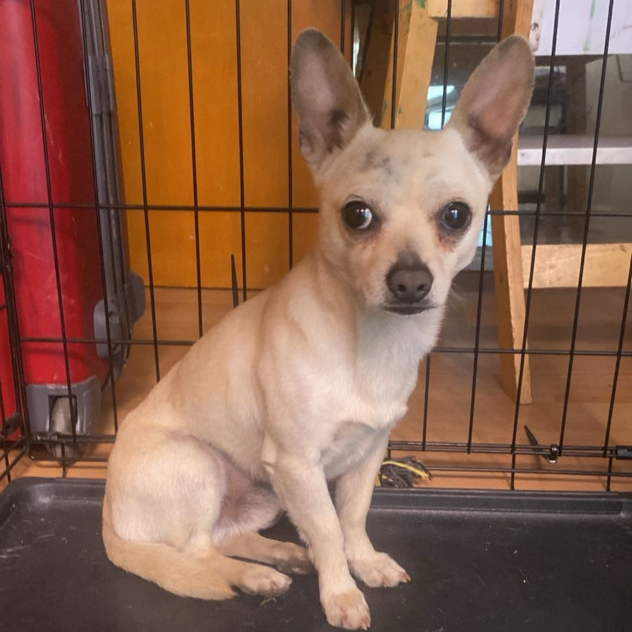  | Raza Chihuahua | Encontrado