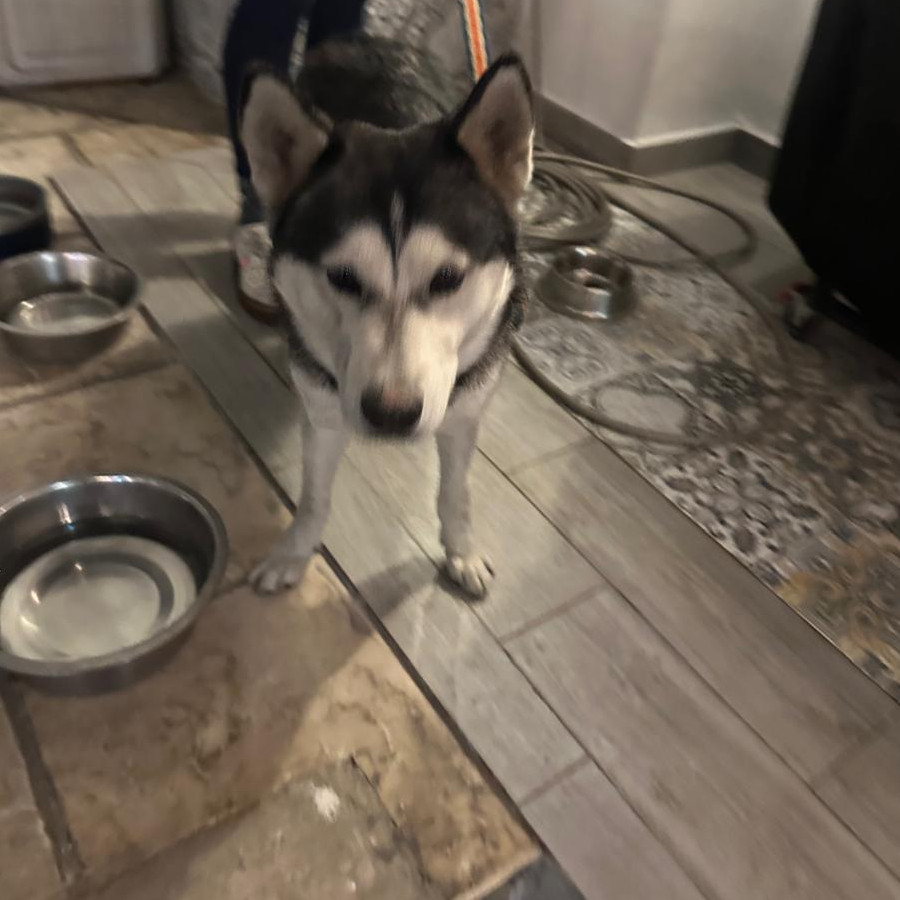  | Raza Husky Siberiano | Final Feliz