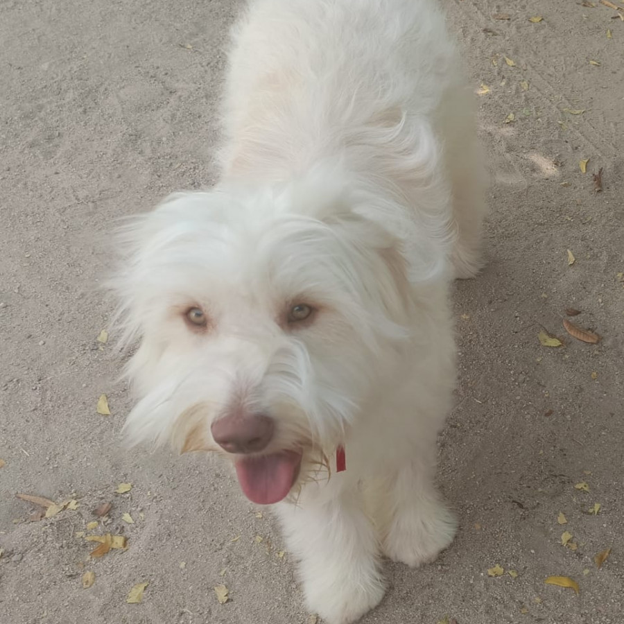 WALLY | Raza Mestizo, cruza de French Poodle con Husky Siberiano | Final Feliz