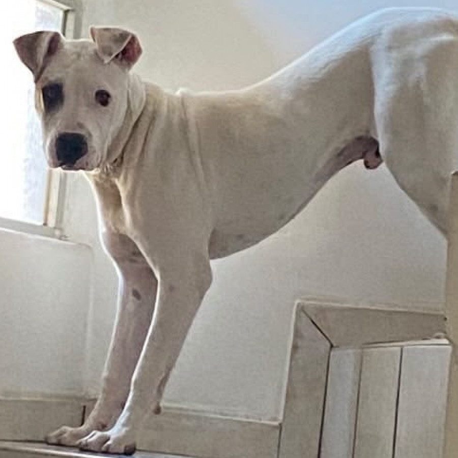  | Raza Mestizo, cruza de American Pitbull Terrier con Bóxer | Encontrado