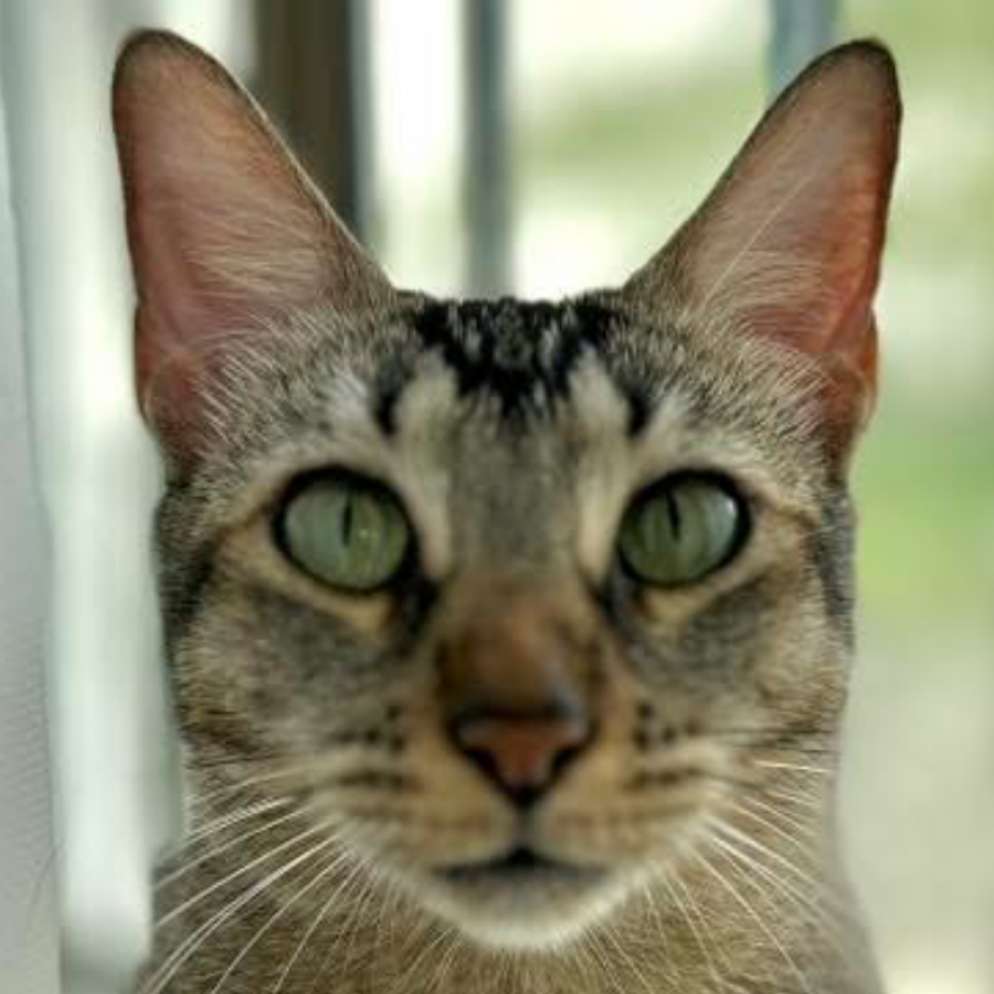 MILKA | Raza Doméstico Americano de pelo corto | Perdida