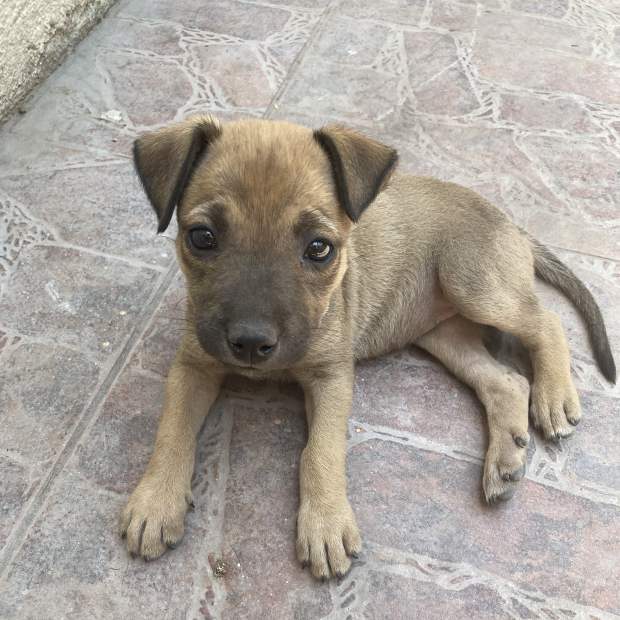 HERMOSA CACHORRITA | Raza Mestiza, cruza de Pastor Belga Malinois | En Adopción
