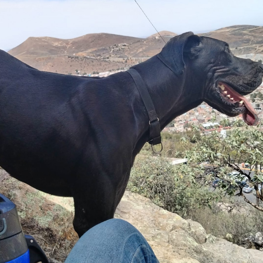 BRUNO | Raza Gran Danés | Perdido