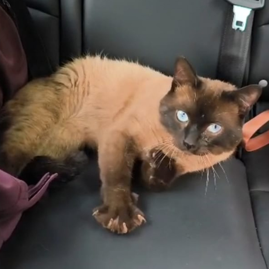 OZZY | Raza Siamés Punto Foca | Perdido