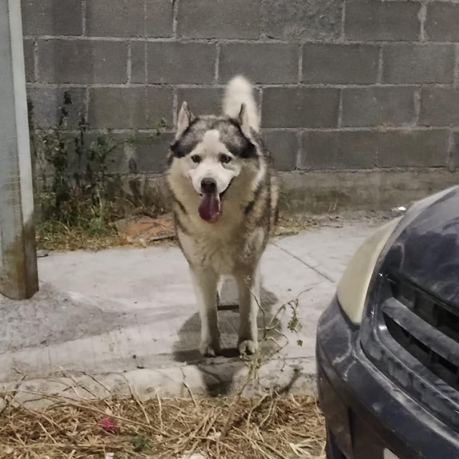 PERRÓN | Raza Malamute de Alaska o Alaskan Malamute | Perdido