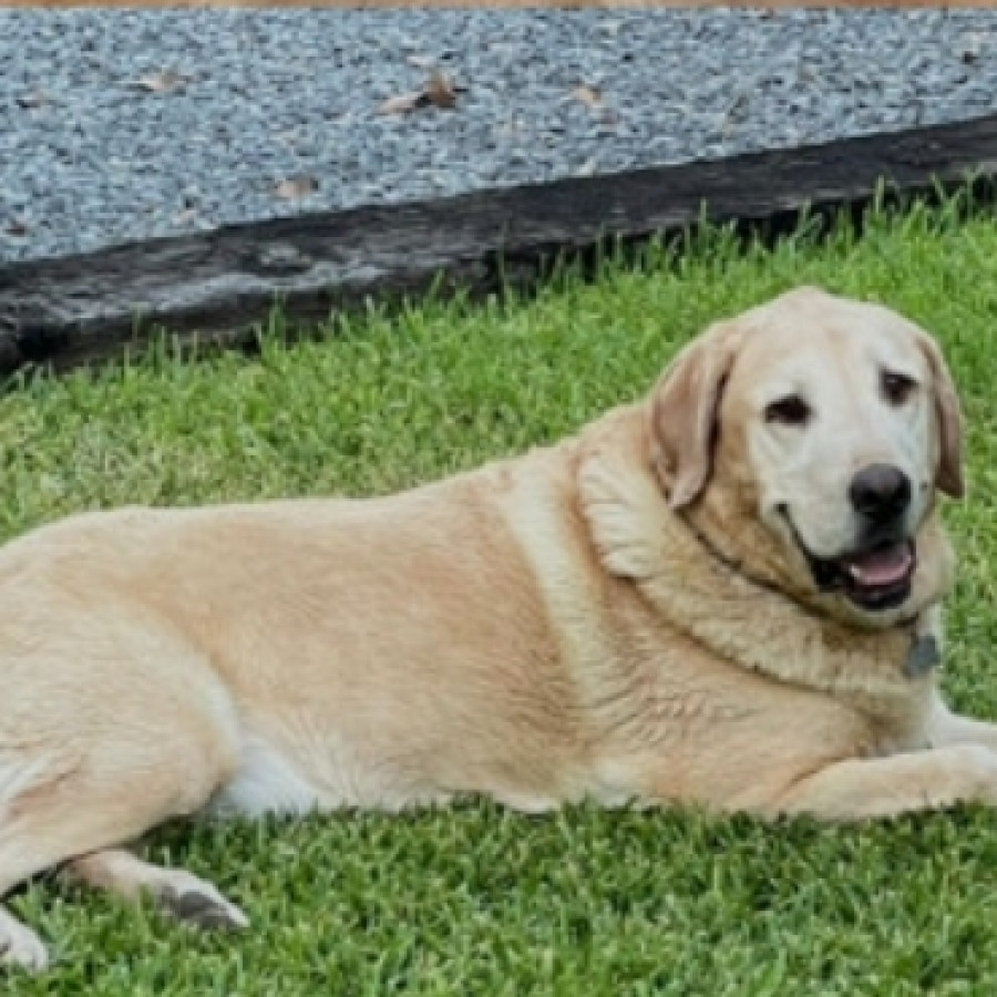 ROCCO | Raza Labrador  | Perdido