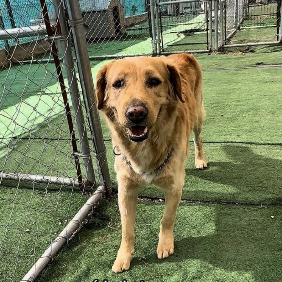 CANELO | Raza Golden Retriever  | Perdido