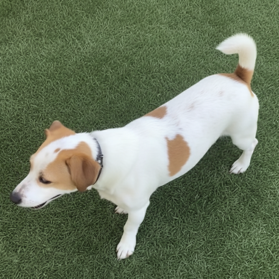 BOBBY | Raza Jack Russell Terrier | Perdido