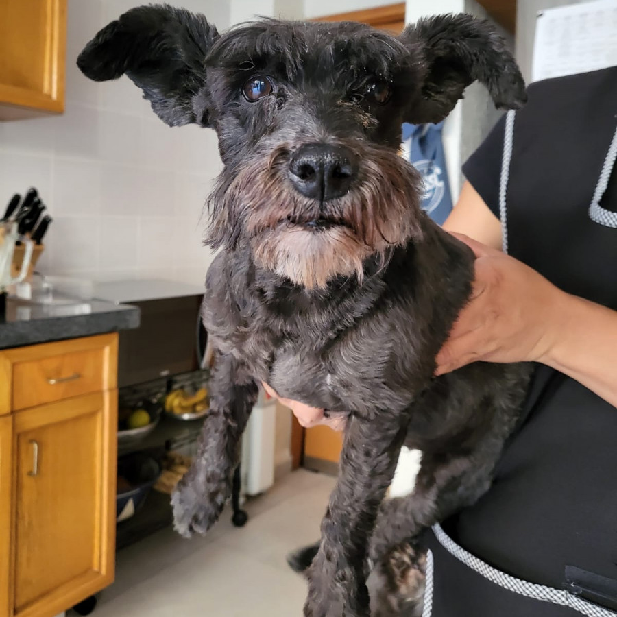  | Raza Schnauzer Miniatura  | Encontrada