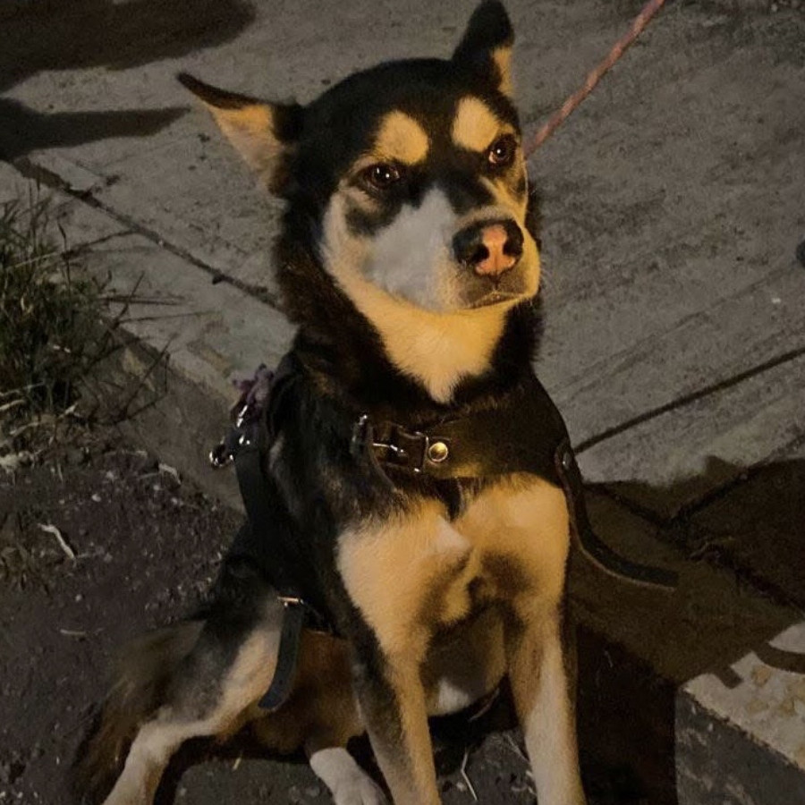  | Raza Mestizo,  cruza de Husky Siberiano | Encontrado