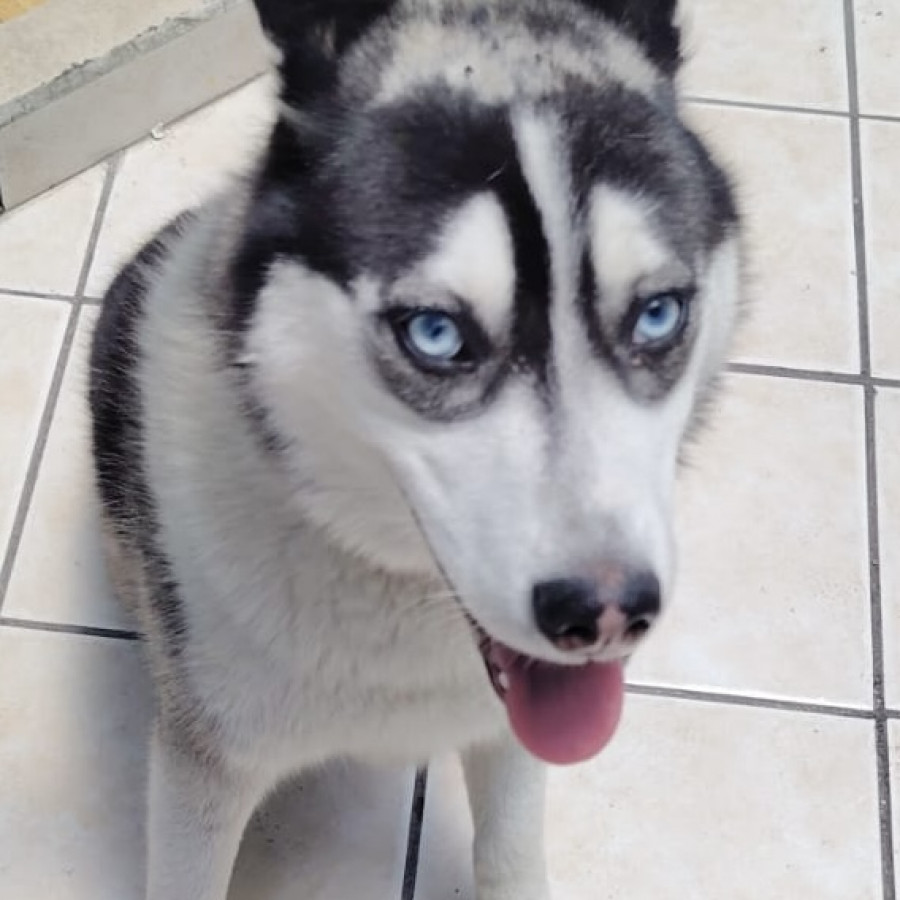  | Raza Husky Siberiano | Final Feliz