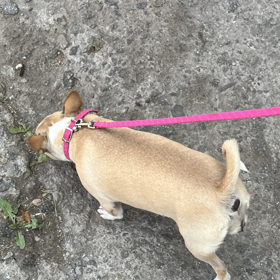 COOKIE | Raza Chihuahua | Perdida
