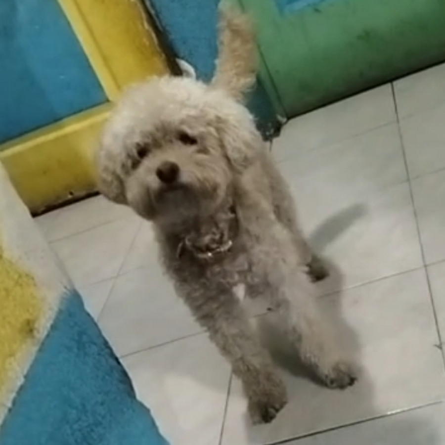 MILKI | Raza French Poodle o Caniche | Perdida