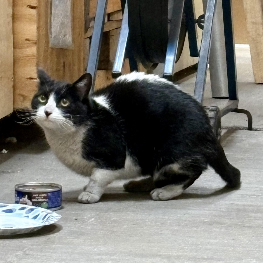  | Raza Doméstico Américano de Pelo Corto | Encontrado