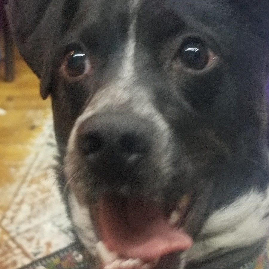  | Raza Mestizo | Encontrado