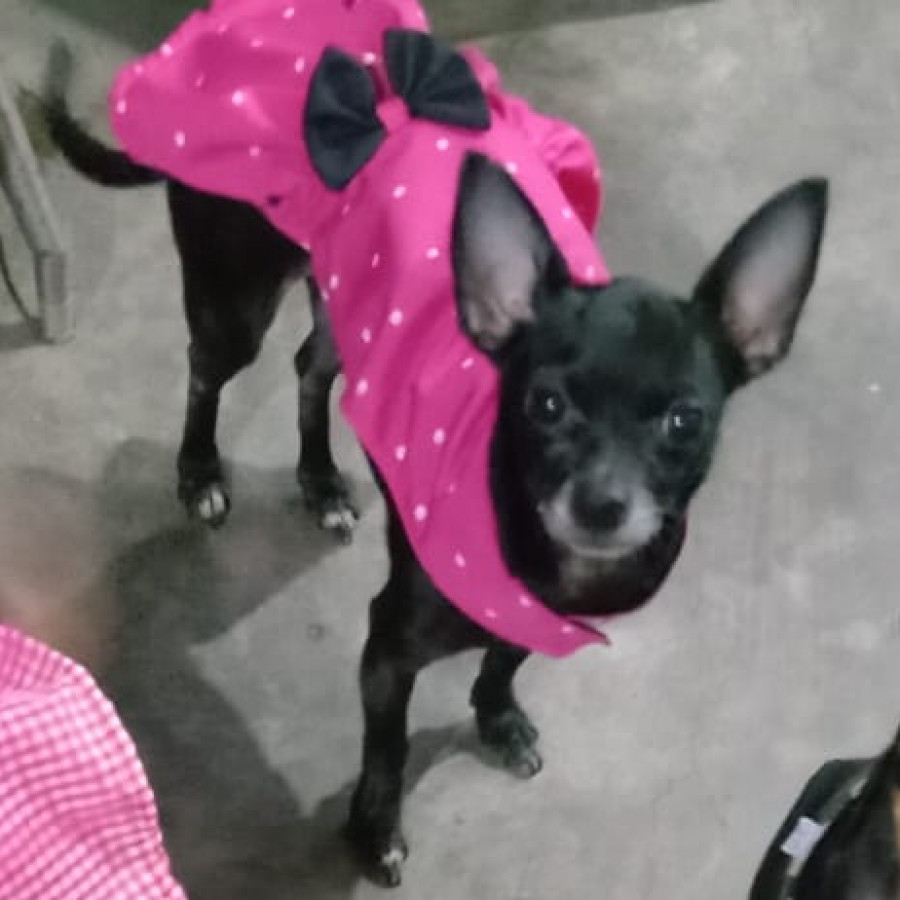 MUÑECA | Raza Chihuahua | Perdida