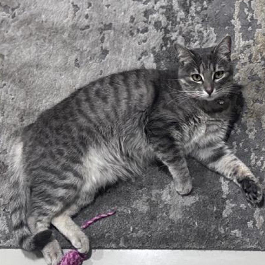 TABITA | Raza Doméstico Américano de Pelo Corto | Final Feliz