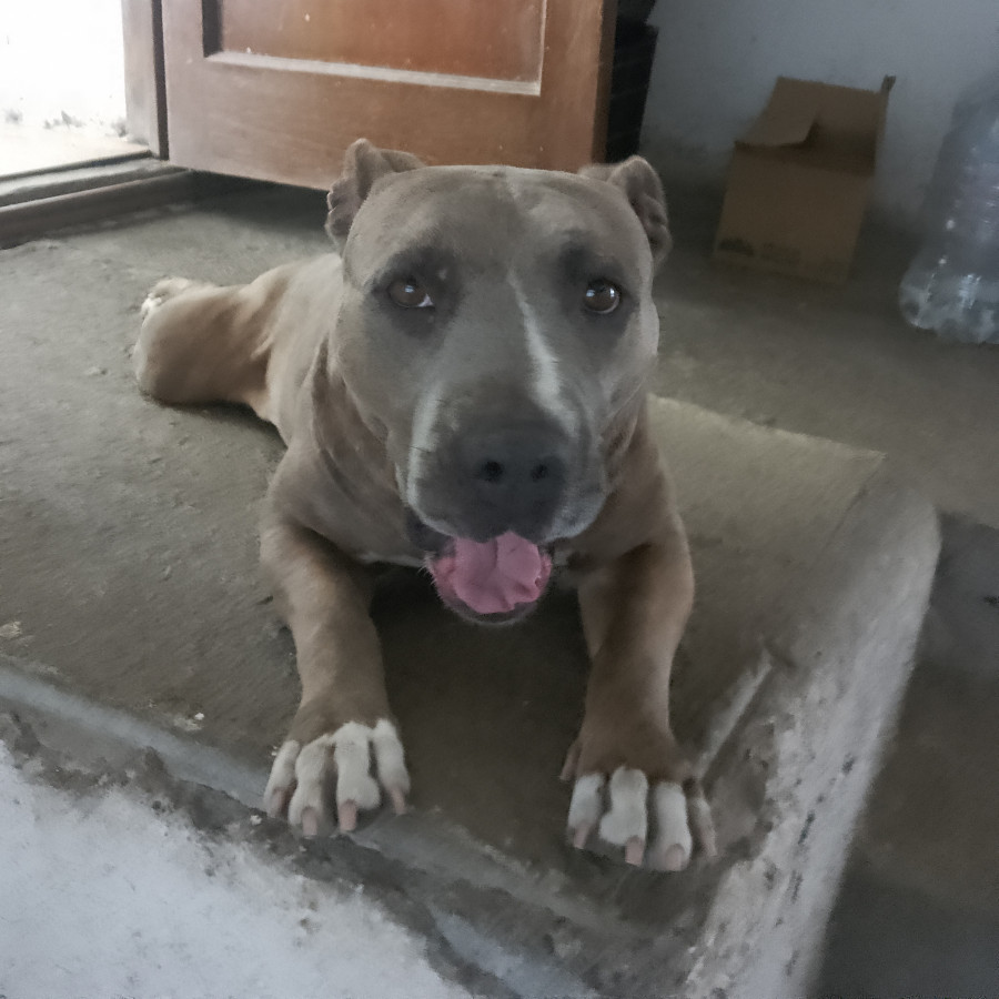 SASHA | Raza American Pitbull Terrier | Final Feliz