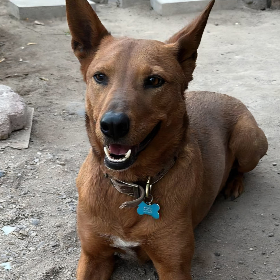 COYOTA | Raza Mestiza | Final Feliz