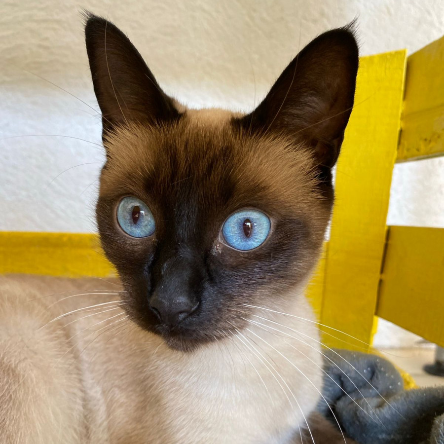 MACARENA | Raza Siamés Punto Foca | Perdida