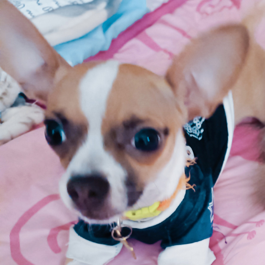 ROCKY | Raza Chihuahua | Perdido