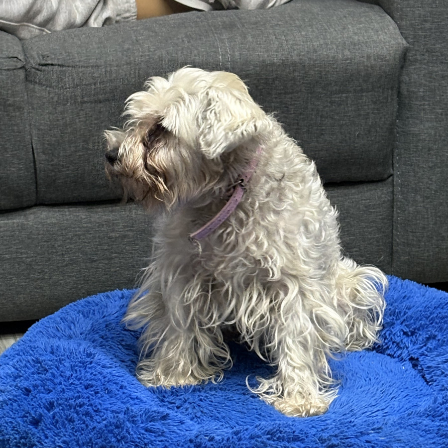 CHISPA | Raza Schnauzer | Perdida