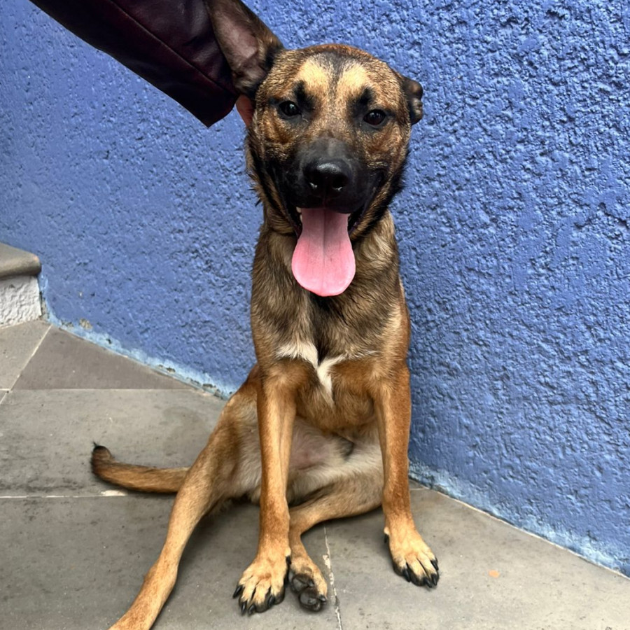  | Raza Mestizo, cruza de Pastor Belga Malinois | Final Feliz