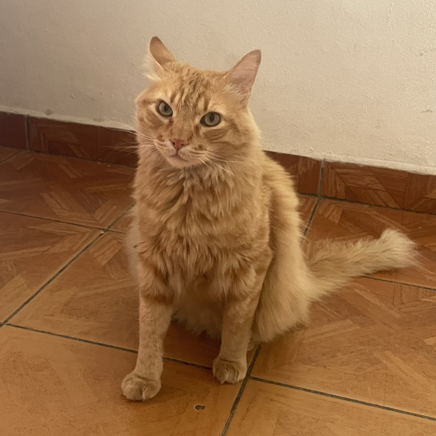 GARFIELD | Raza Doméstico Americano de pelo semilargo | Final Feliz