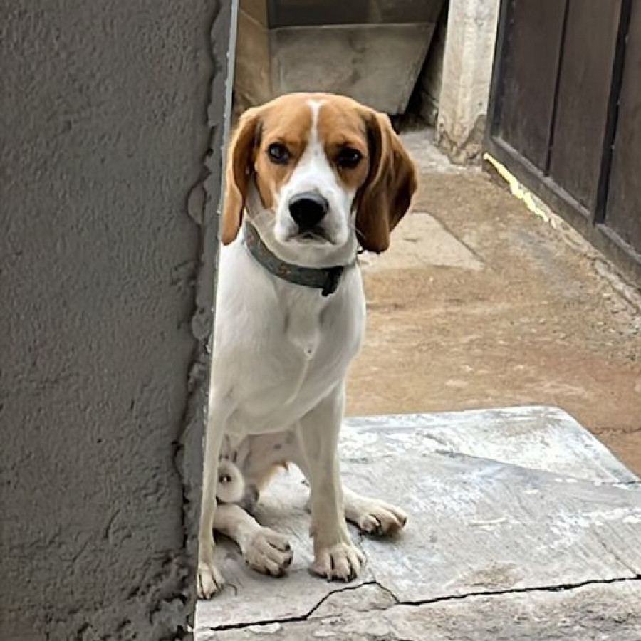 MILO | Raza Beagle | Final Feliz