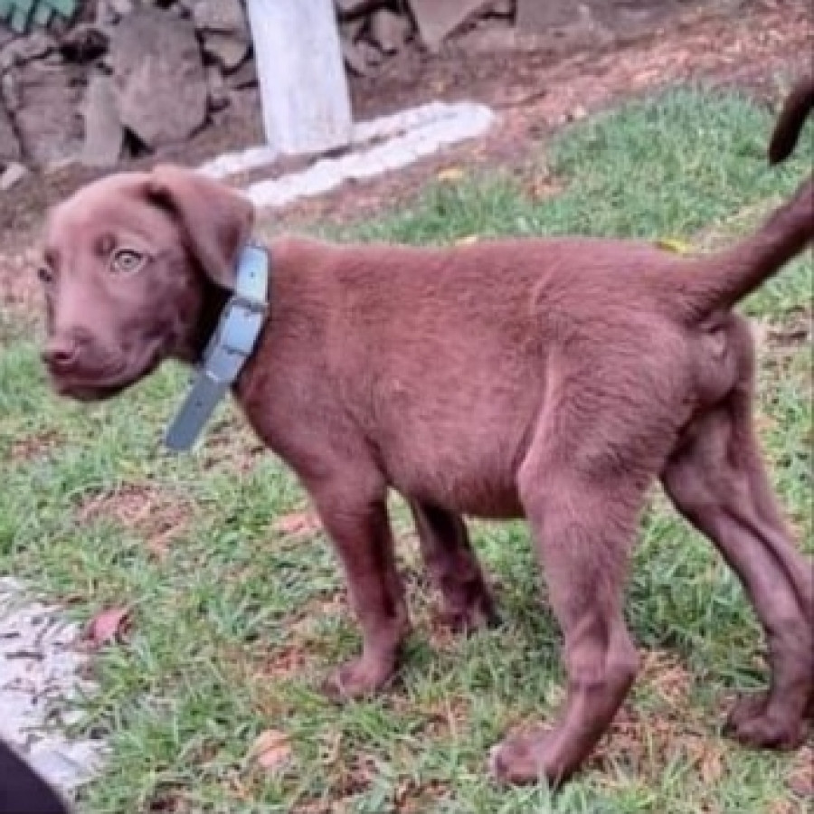 BAILEY | Raza Mestizo,  cruza de Labrador | Perdido