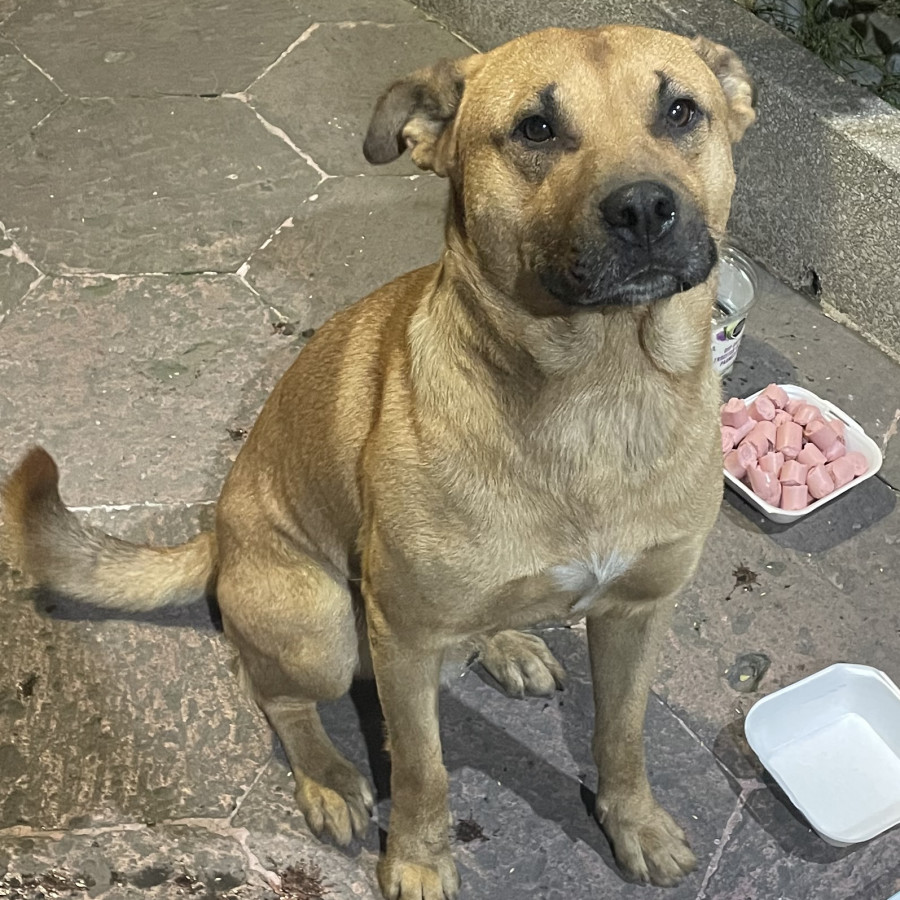  | Raza Mestizo,  cruza de American Pitbull Terrier con Labrador | Encontrado