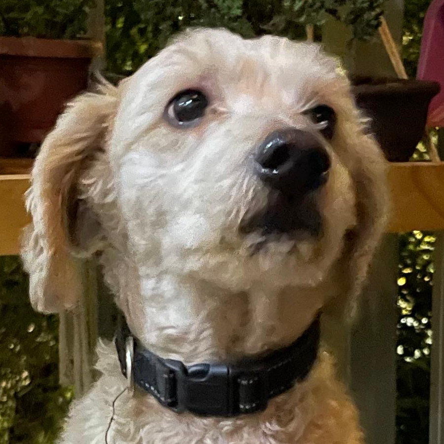  | Raza French Poodle o Caniche | Encontrado
